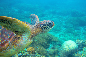 Obraz na płótnie Canvas Green turtle dives up underwater photo. Sea turtle closeup. Oceanic animal in wild nature.