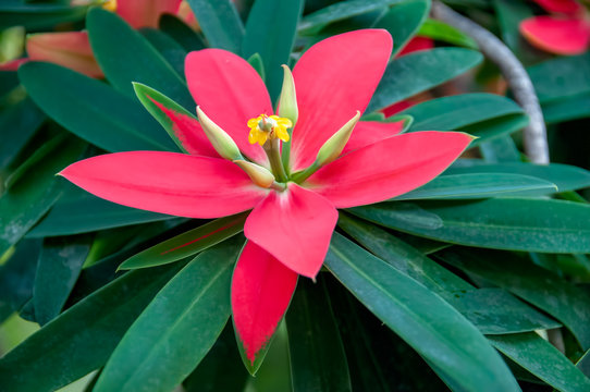 Jamaican Poinsettia