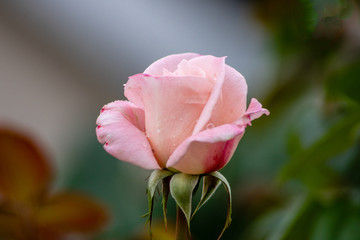 Pink rose