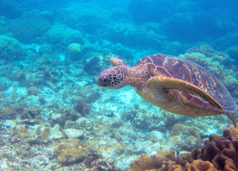 Green turtle portrait underwater photo. Sea turtle closeup. Oceanic animal in wild nature. Summer vacation activity