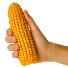 Milho agronegócios grão  Espiga de Milho na mão