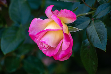 Pink rose