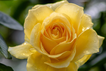 Yellow rose