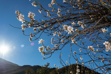 Almond blossom: a natural spectacle.