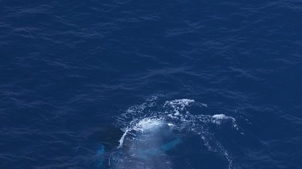 Aerial view of swimming Humpback blue ocean whales 
