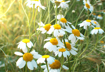 Flowering of daisies. Oxeye daisy, Leucanthemum vulgare. Gardening concept