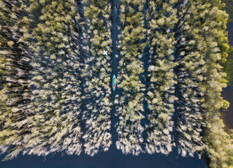 Aerial view of Melaleuca tree forest