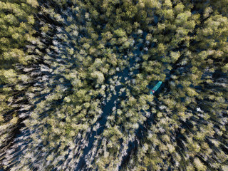 Aerial view of Melaleuca tree forest