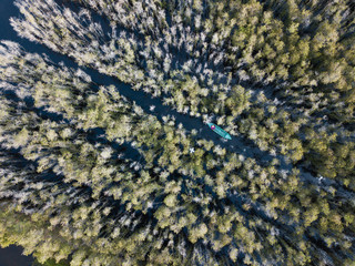 Aerial view of Melaleuca tree forest