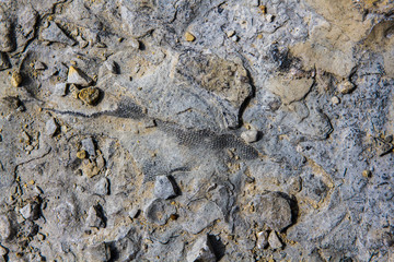Ancient Fish Fossils from the Devonian Era in a Dried Lakebed