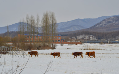 Brown long hairs cows in snow landscape