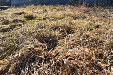 winter dry grass