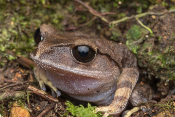Mountain Litter Frog of Sabah, Borneo