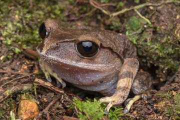 Mountain Litter Frog of Sabah, Borneo