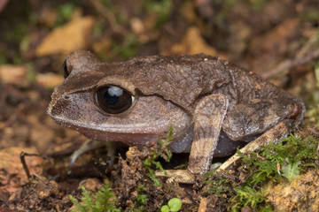 Mountain Litter Frog of Sabah, Borneo