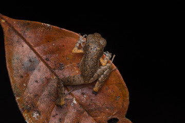 Beautiful nature close-image of  Mountain Slender Litter Frog - Leptolalax sabahmontanus