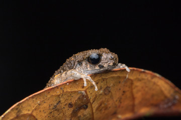 Beautiful nature close-image of  Mountain Slender Litter Frog - Leptolalax sabahmontanus
