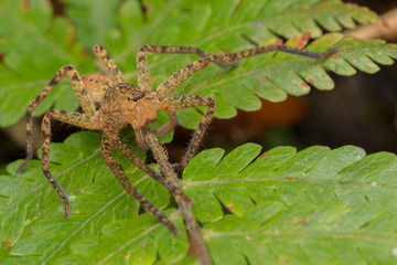 Beautiful Spider in Sabah, Borneo , Spider of Borneo , hunstman spider on green leaf