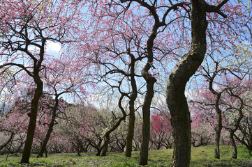 A sunny park where red and white plum blossoms