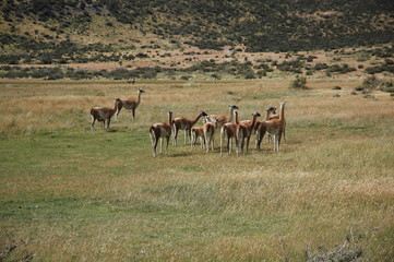 Herd of llamas in argentina