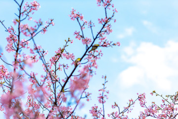 さくら　お花　花見