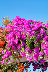 Naklejka premium Blossom of ornamental plant bougainvillea with colorful flower-like spring leaves, decovative plant for gardens and parks