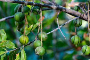 Ripe macadamia nuts handing on macadamia tree ready for harvest