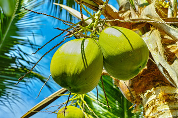 Big ripe coconuts hanging on coconut palm tree close up