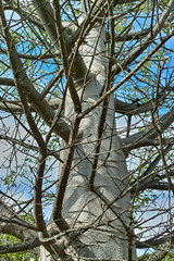 Growing baobab tree in botanical garden Maspalonas, Gag Canaria, Spain