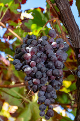 Bunches of ripe table grapes hanging on old grape plants in autumn, ready for harvest