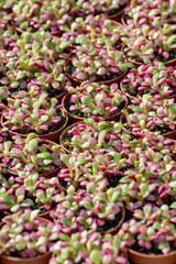 Rows of different cacti plants in buckets on sale in garden shop, homeplant and decovative plant for gardens and parks