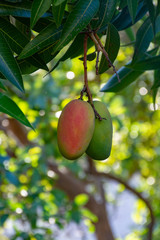 Tropical mango tree with big ripe mango fruits growing in orchard on Gran Canaria island, Spain....