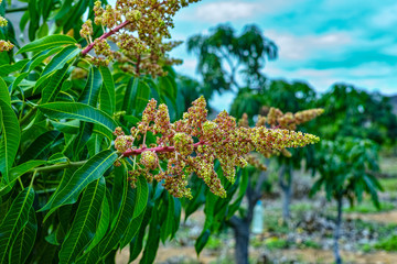 Seasonal blossom of tropical mango tree after growing in orchard on Gran Canaria island, Spain, cultivation of mango fruits on plantation.