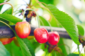 Sweet cherries on a branch just before harvest in early summer. Ripe yellow and red berries. Tree with cherrie in the garden. Fresh organic fruits.