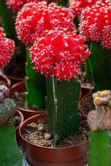Rows of different cacti plants in buckets on sale in garden shop, homeplant and decovative plant for gardens and parks