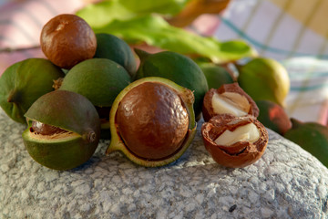 New harvest of ripe fresh Australian macadamia nuts in shell with leaves