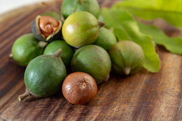 New harvest of ripe fresh Australian macadamia nuts in shell with leaves
