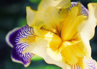 Beautiful iris flowers in the garden. Macro shot of purple and yellow flower. Beautiful nature yard. Spring is coming.