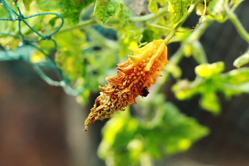 dry bitter ground with plant
