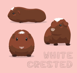 Guinea Pig White Crested Cartoon Vector Illustration