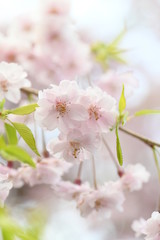 Fototapeta na wymiar 桜の花ソメイヨシノ