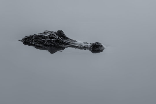 Alligator partially submerged in the calm water of a pond in Florida
