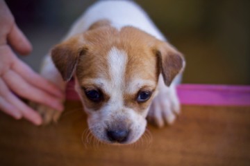 portrait of a dog