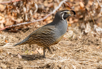 Male California Quail in full plumage poses on a pile of brush and struts