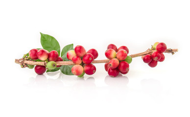 fresh coffee beans with leaf on white background