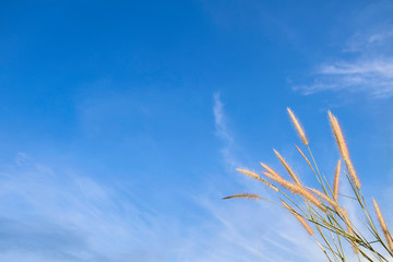 Spring or summer abstract nature background with grass in the meadow and blue sky in the back