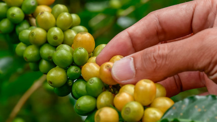 Coffee beans on tree