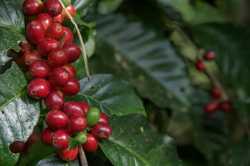 Coffee beans on tree