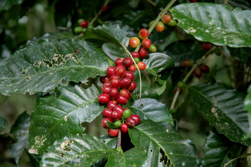 Fototapeta premium Coffee beans on tree