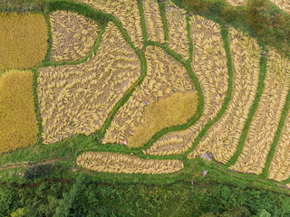 Aerial view of rice fields High angle of rice field in rural Thailand
